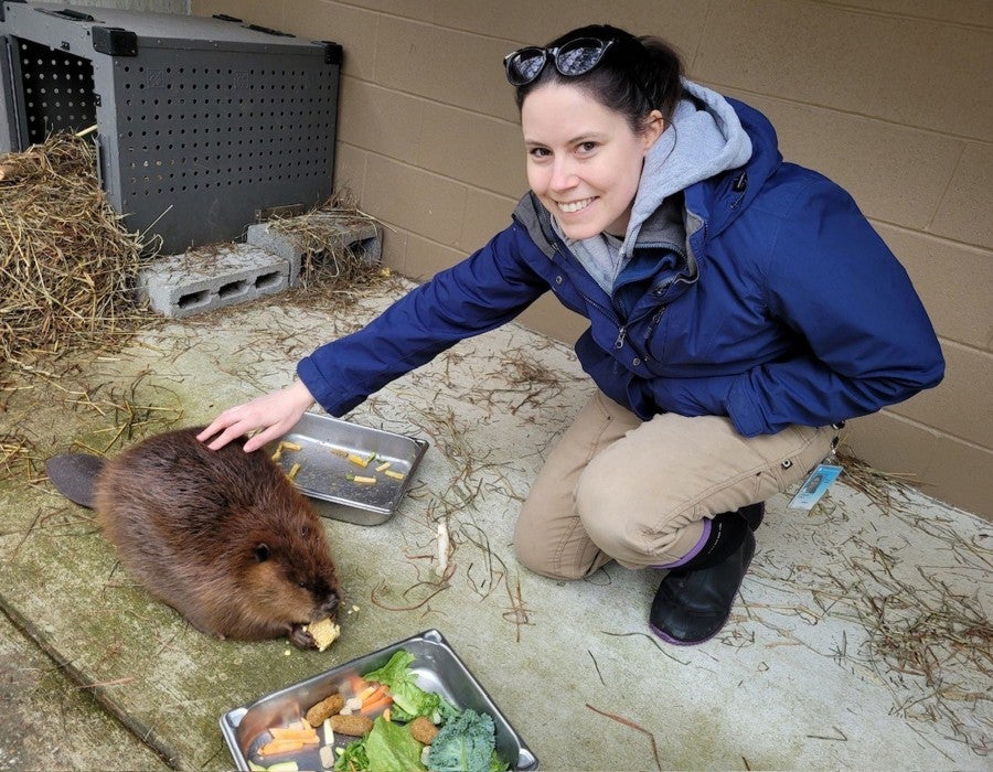 Erin Stewart with North American beaver Juniper.