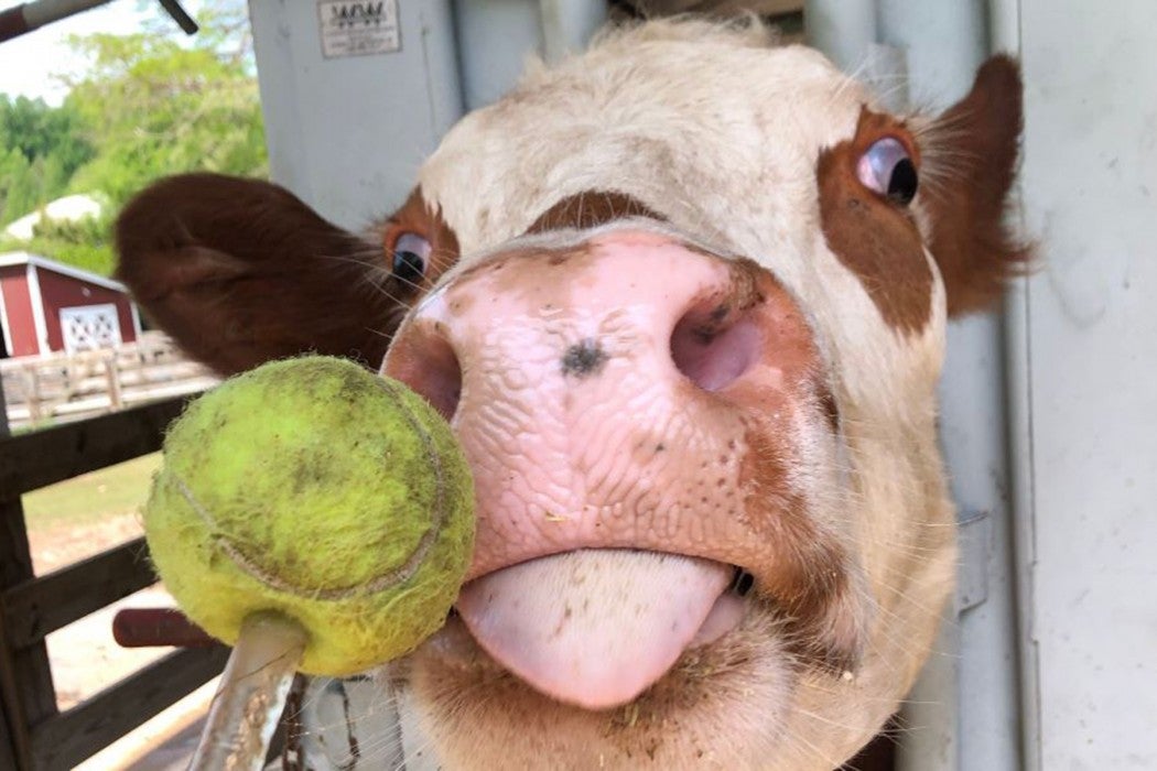 Hereford cow Willow steps into a chute toward her "target," a tennis ball on a dowel.