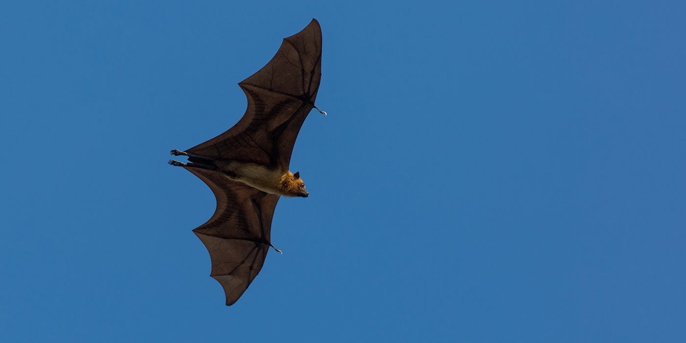 An Indian flying fox, a species of large fruit bat, takes flight with its wings outstretched among a clear blue sky