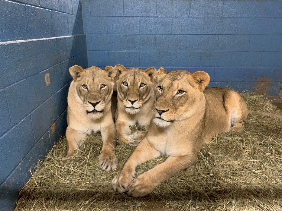 Naba, Shera and Amahle laying together in one of their indoor areas. 