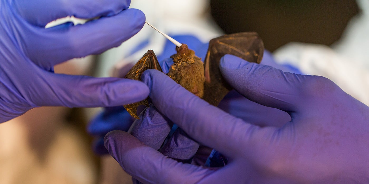 Researchers wearing gloves hold a small bat and take swab from its mouth.
