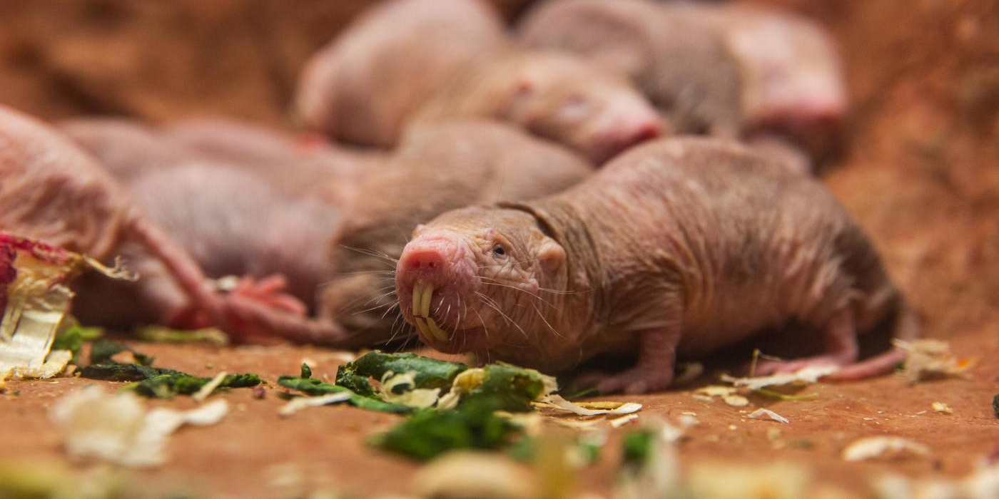 Naked mole-rat  Smithsonian's National Zoo and Conservation