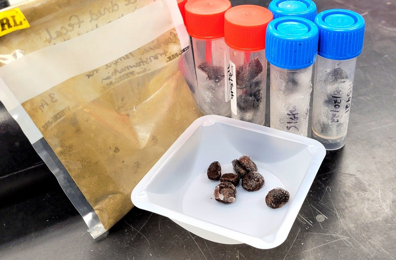A white tray holds six circular dried pieces of two-toed sloth feces, used for fecal transplants.