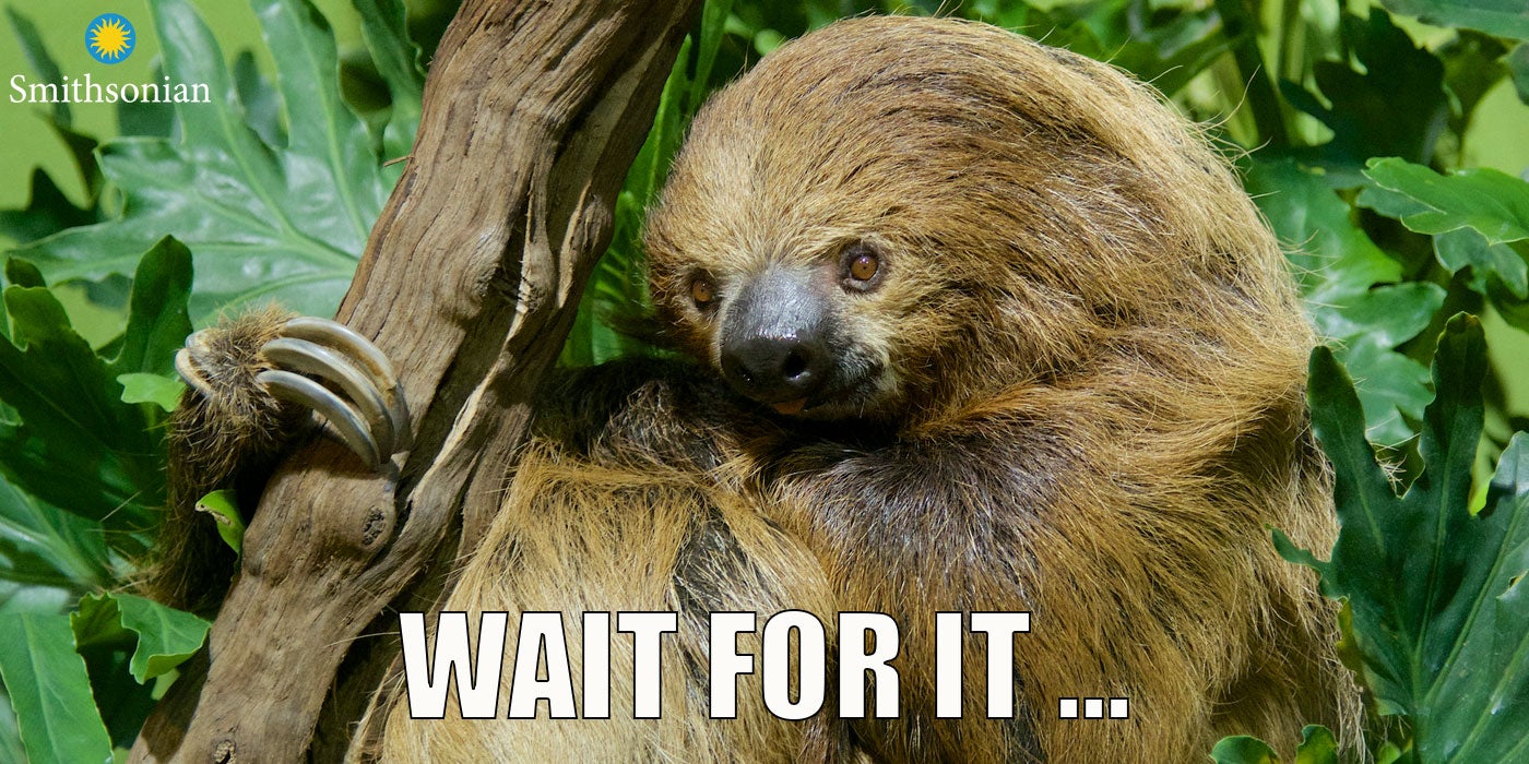 A meme of a sloth holding onto a branch with the text "Wait for it ..."
