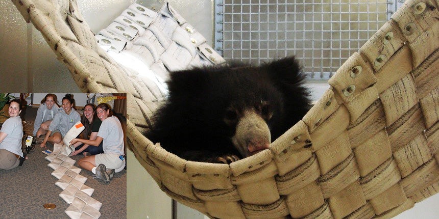 Sloth bear in hammock