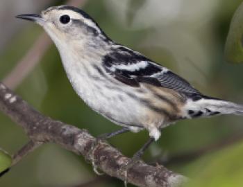 A black and white feathered bird, called a black-and-white warbler, perched on a tree branch