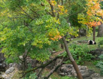 Sweeping panoramic view of the outdoor giant panda habitat.