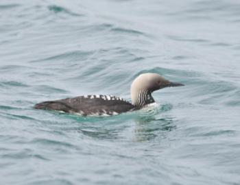 A duck-like bird, called a Pacific loon, swimming through clear water. The bird has dark feathers with white stripes, red eyes, a light gray head and a pointed bill.