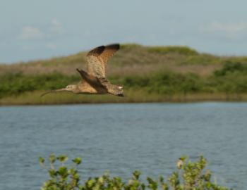A long-billed curlew flying over a body of water with green hills in the background