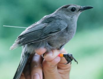 A gray catbird in a researchers hand. It has colored bands around its ankles.