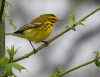 A small, yellow bird with some black and orange feathers, called a prairie warbler, perched on a green branch