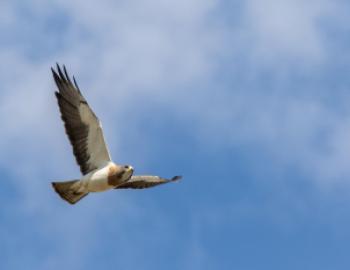 A large hawk with broad wings and a short tail flies through a clear sky with its wings spread wide