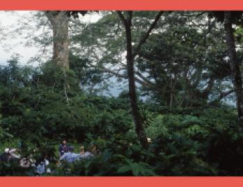 A group of people walk through a Bird Friendly coffee farm with trees and other vegetation