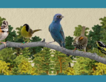 Three songbirds perched on a tree branch with leafy trees in the backgroudn