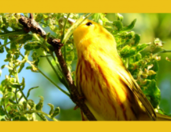 A yellow bird pointing its face into a leafy tree branch