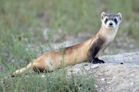 a black footed ferret sits on a rock