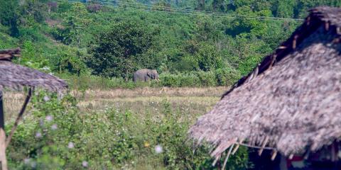 An Asian elephant with large tusks walks near huts in Myanmar