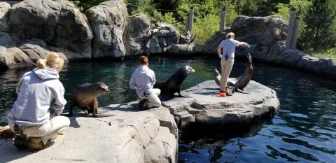 A sea lion demo at the Smithsonian's National Zoo