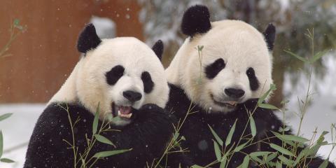 Two giant pandas, a female named Mei Xiang and a male named Tian Tian, sit side by side in the snow eating bamboo