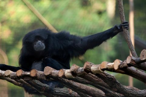 A gibbon (siamang) named Ronnie with black fur and long arms sits on a small wooden bridge made of branches, with its arm outstretched and grasping a branch