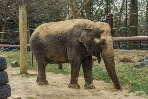 Asian elephant Ambika at the Smithsonian's National Zoo's Elephant Trails habitat in 2016.