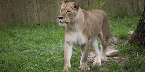 Lion  Smithsonian's National Zoo and Conservation Biology Institute