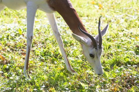A dama gazelle with long legs, a slender neck and short, curved horns grazes in a grassy yard on a sunny day