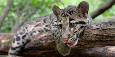A clouded leopard cub with large paws, rounded ears, a pink nose and tongue, wiry whiskers, and thick, spotted fur rests on a tree branch