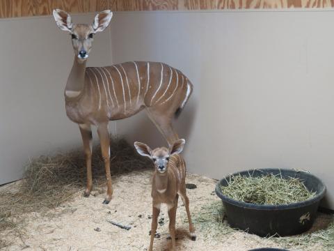Lesser kudu female Rogue with her newborn male calf behind the scenes at the Zoo’s Cheetah Conservation Station. 
