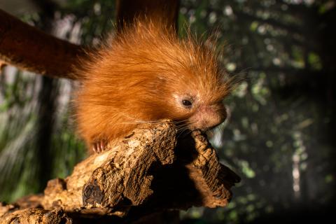 Prehensile-tailed porcupette 