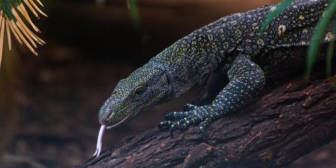 A large reptile, called a crocodile monitor, climbs over a log. It has long, curved claws, a lean body, scaly, spotted skin, and its forked tongue is sticking out. 