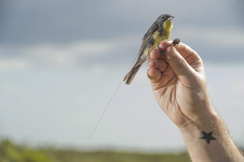 State-of-the-art tracking technology reveals previously unknown long-distance movements of Kirtland’s warblers during the mating season that have important conservation implications for North American birds. 
