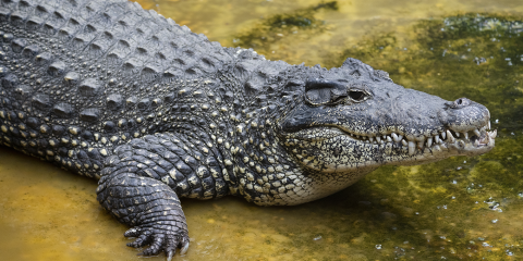 A Cuban crocodile sitting in shallow water