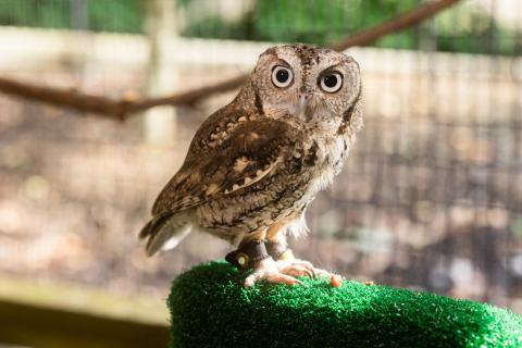 An eastern screech owl with brown-gray feathers, large round eyes, and sharp talons perched on pedestal covered with turf