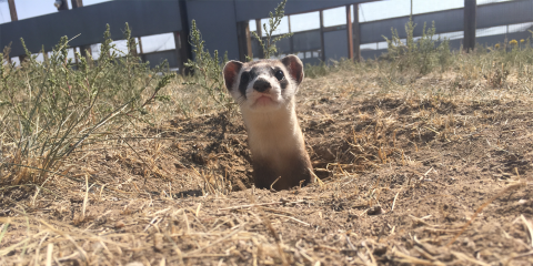 Black-footed ferret pokes its head out of a hole in the ground.