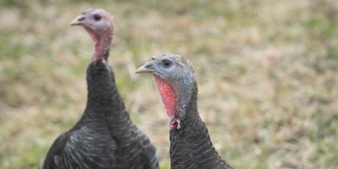 A pair of standard bronze turkeys on a grassy background.