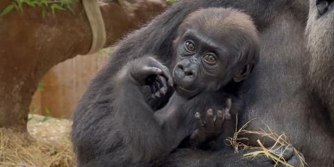 Western lowland gorilla infant Zahra in her mother Calaya's arms.