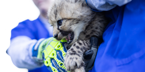 One of Echo's cubs is held by gloved animal care experts.