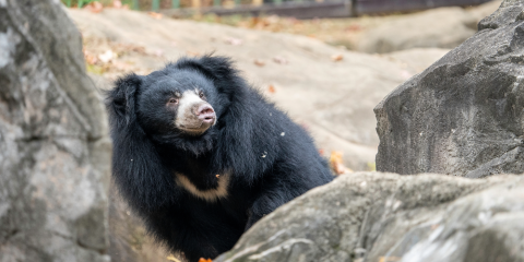 Vicki, a female sloth bear with shaggy fur and tufted ears, sniffs the air in her rocky outdoor habitat.