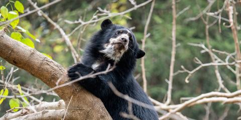 Andean bear cub Ian in a tree.