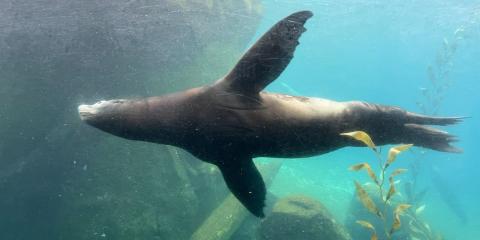 Photo of California sea lion Nick swimming underwater through his pool.