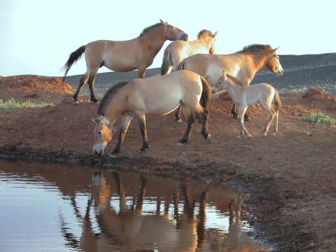 A photo of a group of Przewalski's horses near a watering hole. The image features 4 adult horses and a foal. 
