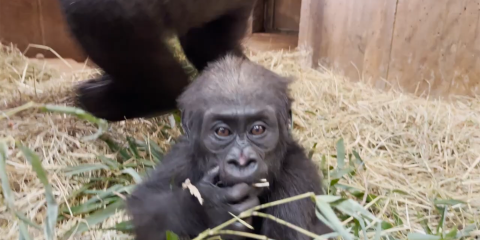 A baby gorilla puts food into her mouth while resting on grassy bedding.