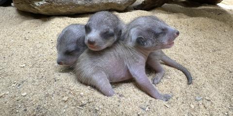 Three meerkat pups were born at the Small Mammal House May 10, 2023, to mother Sadie and father Frankie.