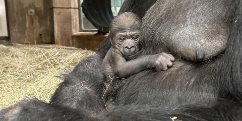 A newborn gorilla infant clings to her mother, Calaya. 