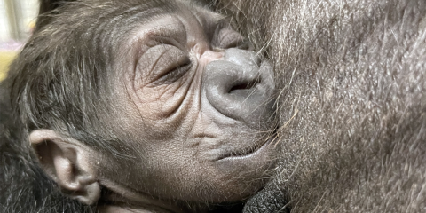 Closeup of a baby gorilla born recently at the Smithsonian's National Zoo and Conservation Biology Institute.