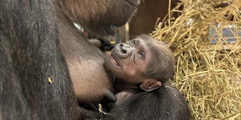 Western lowland gorilla baby Zahra is cradles by her mother, Calaya. 