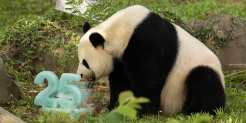 A female giant panda in a grassy enclosure investigates a fruitsicle cake shaped in the number 25.
