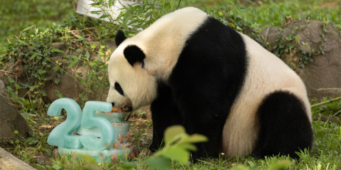 The Science Behind Giant Panda Veterinary Care