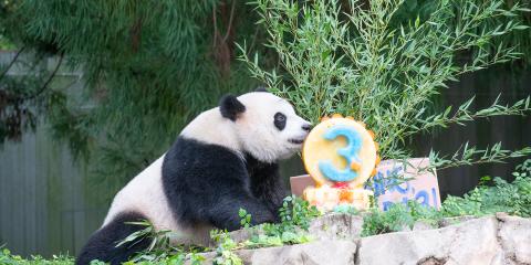Giant Panda Xiao Qi Ji eats his third birthday cake.